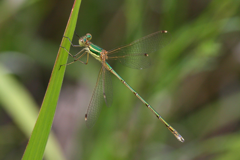 Lestes barbarus?